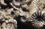 Rocks and fossils image